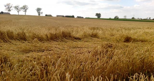 Straty mają być szacowane inaczej, już nie od powierzchni