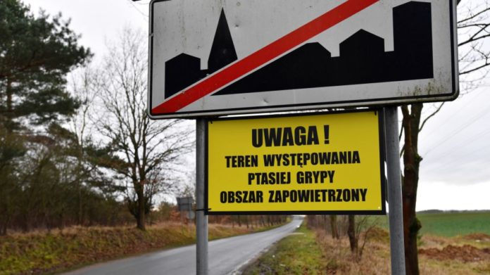 Gmina Zbrosławice zagrożona ptasią grypą