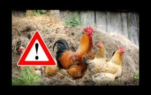 ptasia grypa łubie Zbrosławice kopienica